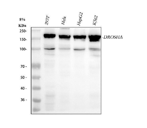 Anti-Drosha Rabbit Monoclonal Antibody Boster Bio