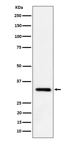 Anti-IL-33 Rabbit Monoclonal Antibody Boster Bio