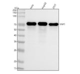 Anti-YAP1/Yap Rabbit Monoclonal Antibody Boster Bio