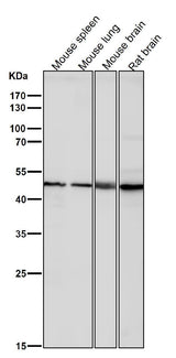 Anti-KLF4/Gklf Rabbit Monoclonal Antibody Boster Bio