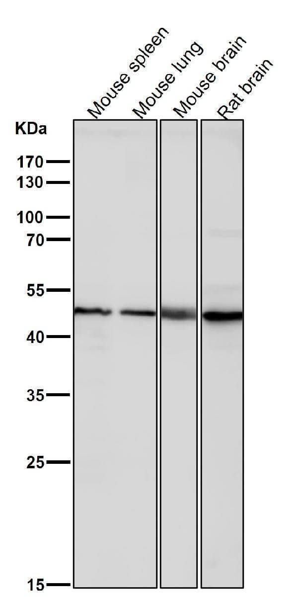 Anti-KLF4/Gklf Rabbit Monoclonal Antibody Boster Bio