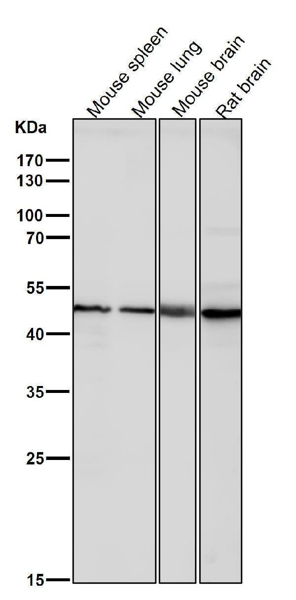 Anti-KLF4/Gklf Rabbit Monoclonal Antibody Boster Bio
