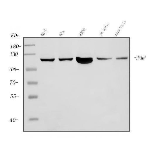 Anti-PARP/PARP1 Picoband® Antibody (monoclonal, 2I2H4 Boster Bio