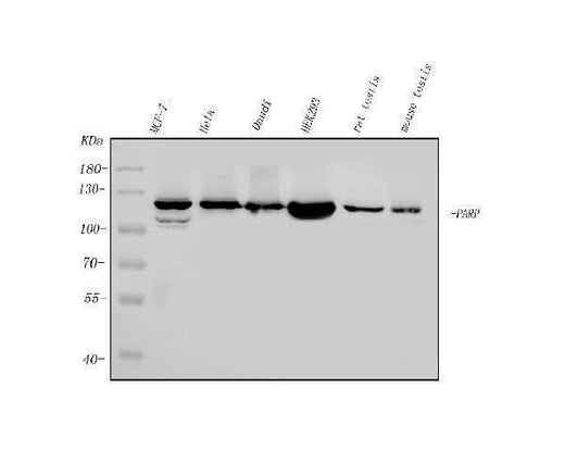 Anti-PARP/PARP1 Picoband® Antibody (monoclonal, 10E11 Boster Bio