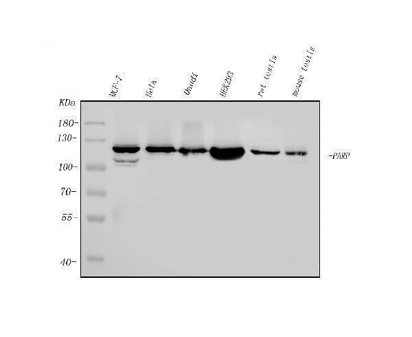 Anti-PARP/PARP1 Picoband® Antibody (monoclonal, 10E11 Boster Bio
