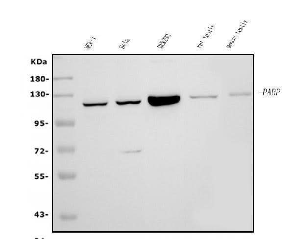 Anti-PARP/PARP1 Picoband® Antibody (monoclonal, 10G9 Boster Bio