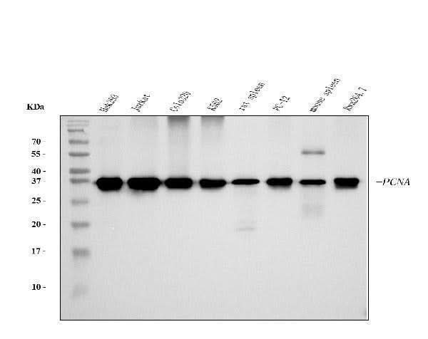 Anti-PCNA Antibody Picoband® (monoclonal, 2G2 Boster Bio