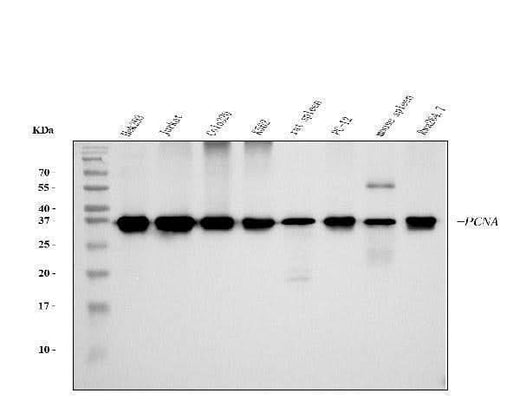 Anti-PCNA Antibody Picoband® (monoclonal, 2G2 Boster Bio