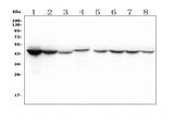 Anti-IDH1 Antibody Picoband® (monoclonal, 16H7 Boster Bio