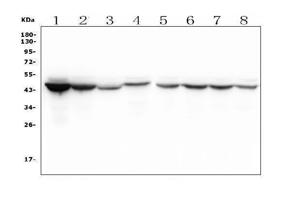 Anti-IDH1 Antibody Picoband® (monoclonal, 16H7 Boster Bio