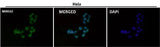 Anti-CTCF Rabbit Monoclonal Antibody Boster Bio