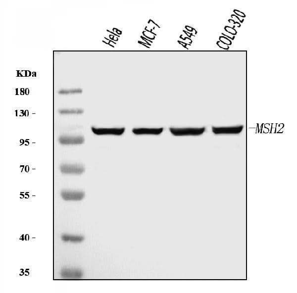 Anti-MSH2 Antibody Picoband® (monoclonal, 6B4F7 Boster Bio