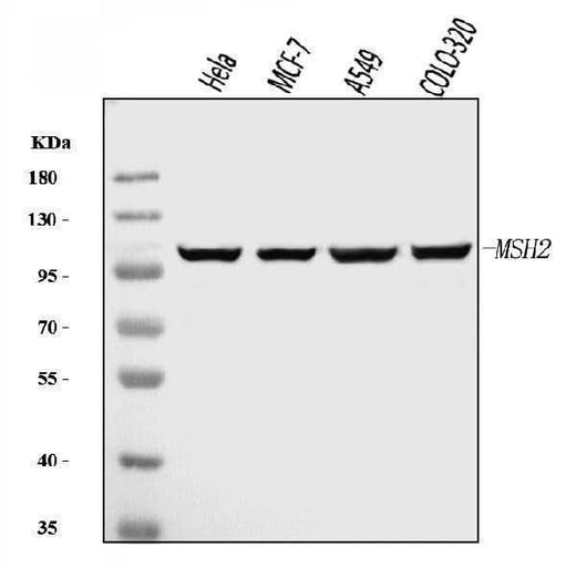 Anti-MSH2 Antibody Picoband® (monoclonal, 6B4F7 Boster Bio