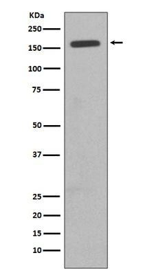 Anti-CD11b ITGAM Rabbit Monoclonal Antibody Boster Bio