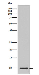 Anti-IGF1/Igf I Rabbit Monoclonal Antibody Boster Bio