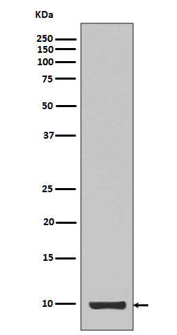 Anti-IGF1/Igf I Rabbit Monoclonal Antibody Boster Bio