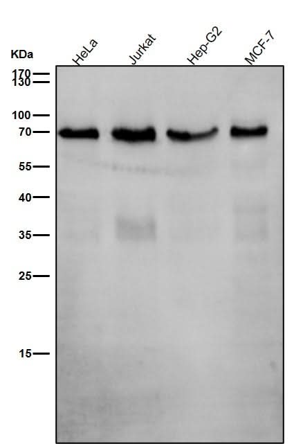 Anti-SHP2 PTPN11 Rabbit Monoclonal Antibody Boster Bio