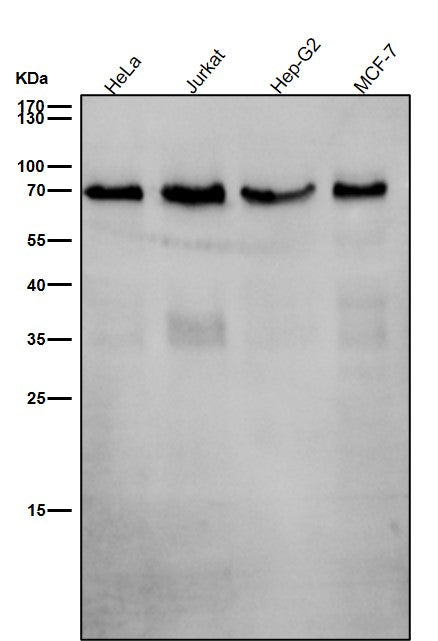 Anti-SHP2 PTPN11 Rabbit Monoclonal Antibody Boster Bio