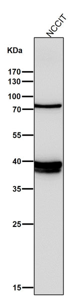 Anti-Nanog Rabbit Monoclonal Antibody Boster Bio