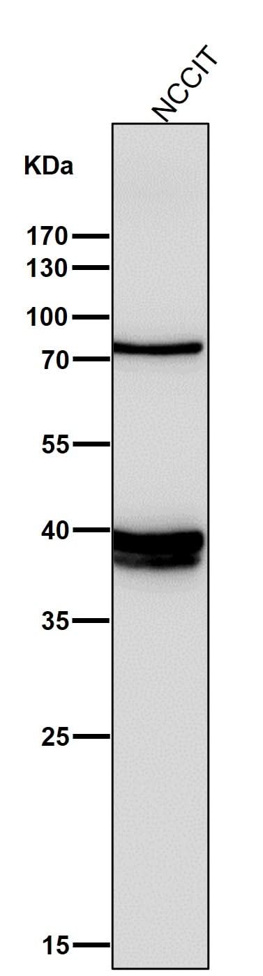 Anti-Nanog Rabbit Monoclonal Antibody Boster Bio