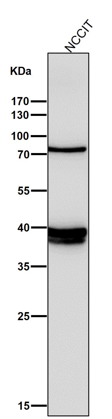 Anti-Nanog Rabbit Monoclonal Antibody Boster Bio