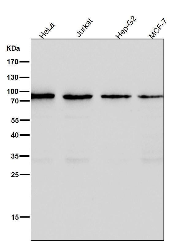 Anti-CD19 Rabbit Monoclonal Antibody Boster Bio