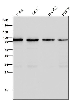 Anti-CD19 Rabbit Monoclonal Antibody Boster Bio