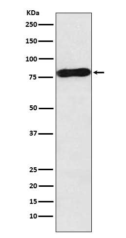 Anti-c-Myb Rabbit Monoclonal Antibody Boster Bio