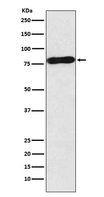 Anti-c-Myb Rabbit Monoclonal Antibody Boster Bio