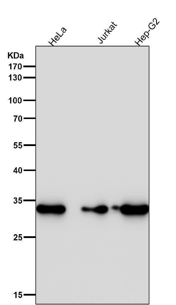 Anti-CDK4 Rabbit Monoclonal Antibody Boster Bio