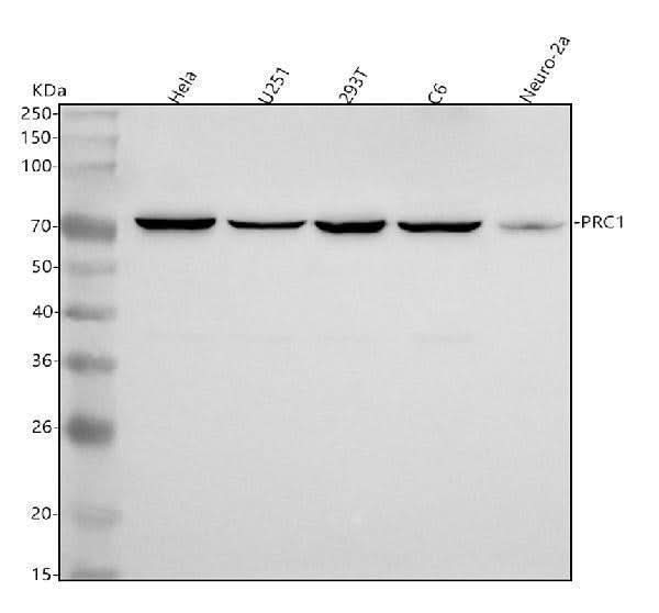 Anti-PRC1 Rabbit Monoclonal Antibody Boster Bio