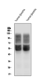 Anti-SLC2A1 Antibody Picoband® (monoclonal, 10C10 Boster Bio