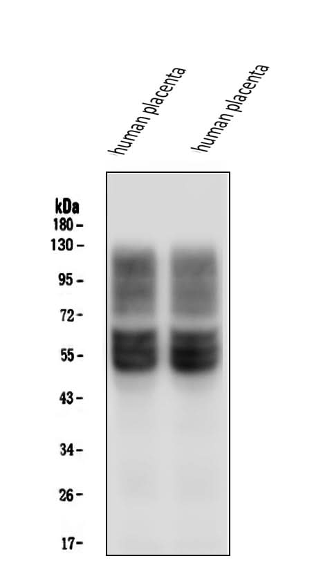 Anti-SLC2A1 Antibody Picoband® (monoclonal, 10C10 Boster Bio