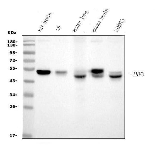Anti-IRF3 Antibody Picoband® (monoclonal, 3B4 Boster Bio