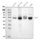 Anti-IRF3 Antibody Picoband® (monoclonal, 7B10 Boster Bio