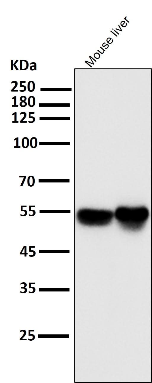 Anti-IRF3 Rabbit Monoclonal Antibody Boster Bio