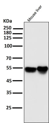 Anti-IRF3 Rabbit Monoclonal Antibody Boster Bio