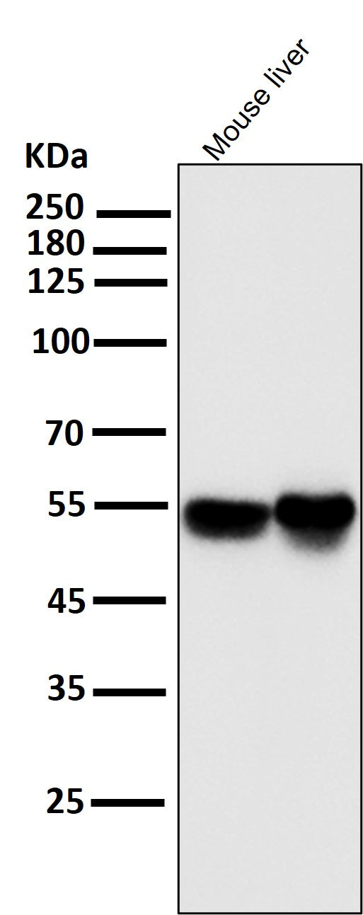 Anti-IRF3 Rabbit Monoclonal Antibody Boster Bio