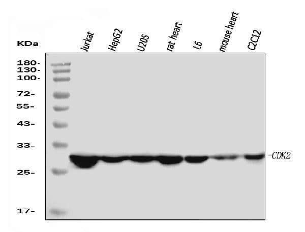Anti-Cdk2 Antibody Picoband® (monoclonal, 6D5B5 Boster Bio