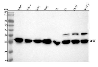 Anti-CDK2 Rabbit Monoclonal Antibody Boster Bio