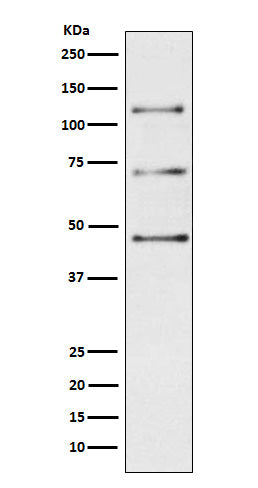Anti-Complement C3 Monoclonal Antibody Boster Bio