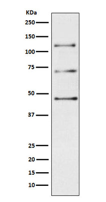 Anti-Complement C3 Monoclonal Antibody Boster Bio