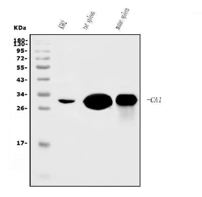 Anti-Carbonic Anhydrase I/CA1 Picoband® Antibody (monoclonal, 4D5 Boster Bio