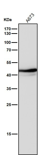 Anti-Oct4 POU5F1 Rabbit Monoclonal Antibody Boster Bio