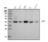Anti-MPI Picoband® Antibody (monoclonal, 5G5 Boster Bio