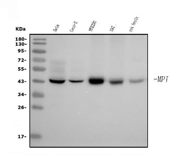 Anti-MPI Picoband® Antibody (monoclonal, 5G5 Boster Bio