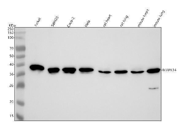 Anti-p38 MAPK MAPK14 Rabbit Monoclonal Antibody Boster Bio