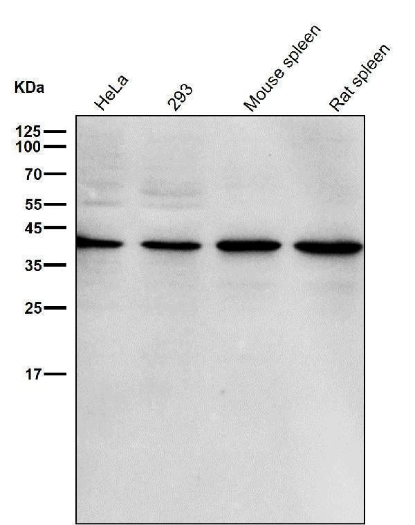 Anti-p38 MAPK14 Rabbit Monoclonal Antibody Boster Bio