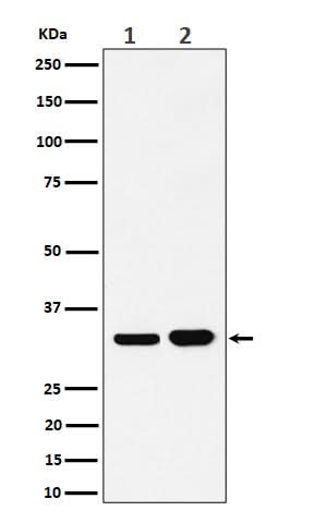 Anti-Bcl-XL Rabbit Monoclonal Antibody Boster Bio