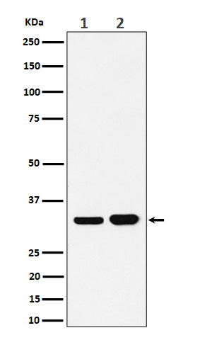 Anti-Bcl-XL Rabbit Monoclonal Antibody Boster Bio